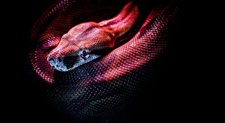 red Python on a black background