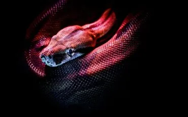 red Python on a black background